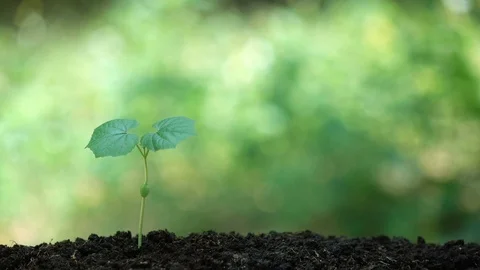 Planting a tree for save world and natural , clean ecology in natural. Stock Footage 93219677