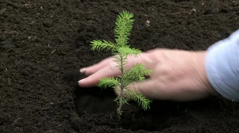 Planting tree seedling 01 Stock Footage