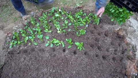 Planting Tree Seedlings Stock Footage 105886209