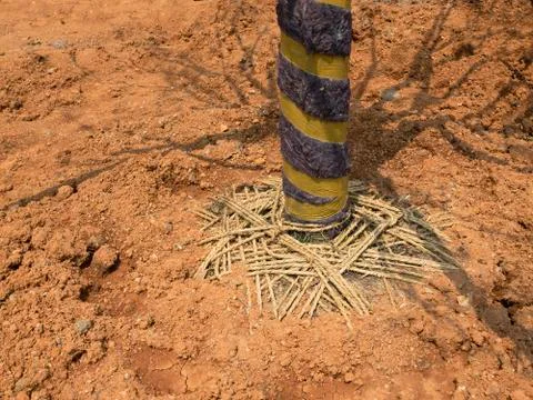 Planting a Tree in Soil Stock Photos
