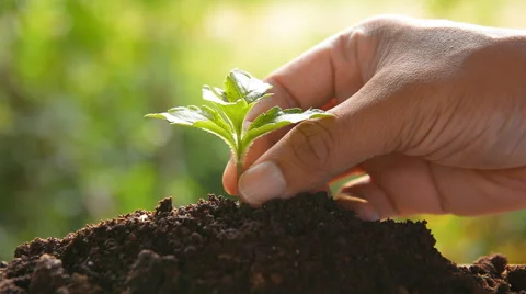 Planting tree, sprout Stock Footage