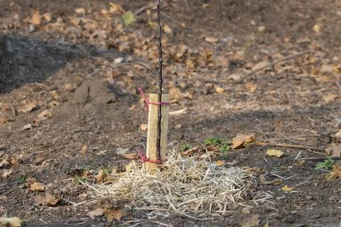 Planting a tree. A young tree seedling was planted in the ground and covere.. Stock Photos