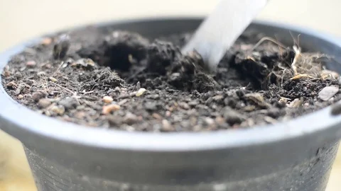 Planting trees Stock Footage 75783727