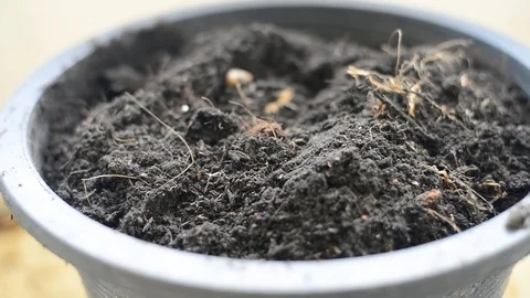 Planting trees Stock Footage 75783731