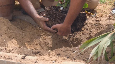 Planting Trees Stock Footage 96056933