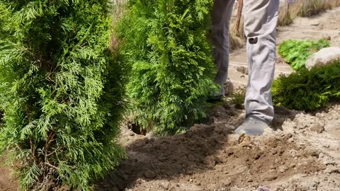 Planting trees.  Stock Footage 240919873