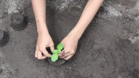 Planting trees. Global warming. Forest Conservation Stock Footage 234857778