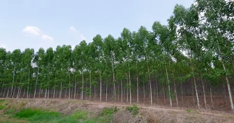 Planting trees for a greener future rural landscape nature outdoor environm.. Stock Footage 333243823