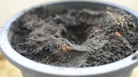 Planting trees in nature. Stock Footage 75783767