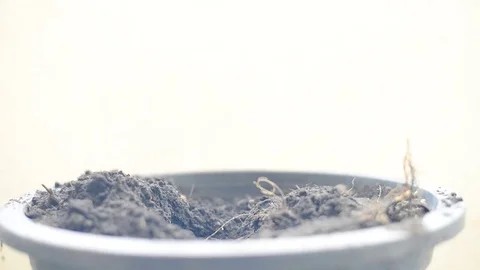Planting trees in nature. Stock-Footage 75783769