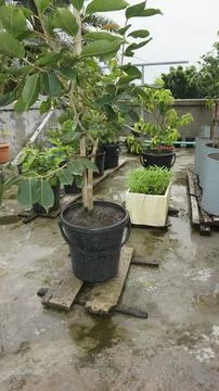 Planting trees Stock Photos