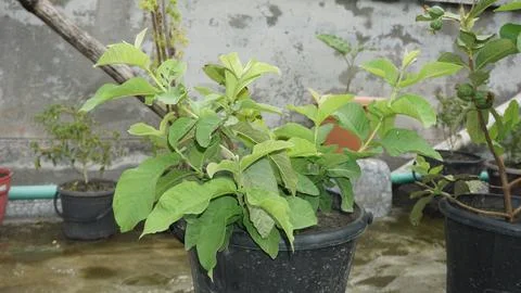 Planting trees Stock Photos