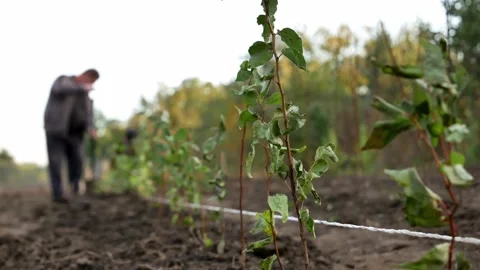 Planting trees, plum rootstock in a row with a shovel Stock Footage 142336357
