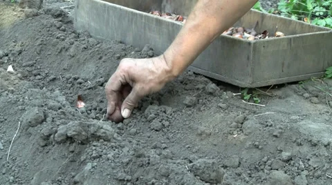 Planting tulips 스톡 동영상 27645912