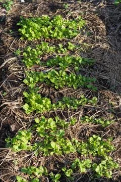 Planting turnips on the soil plot Stock Photos