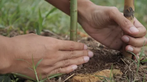 Planting with two hands in the garden 動画素材 243419645