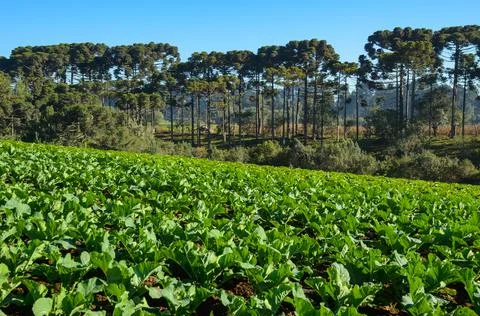 Planting of various vegetables Stock Photos