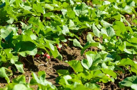 Planting of various vegetables Stock Photos