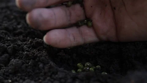 Planting vegetable at backyard garden 스톡 동영상 83406557