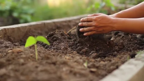 Planting vegetable Video stock 163016858
