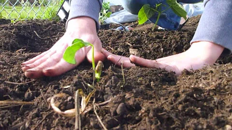 Planting Vegetable Garden 1 Stock-Footage 23231850
