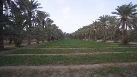 Planting vegetables between palm trees in an oasis, in Bahrain Stock Footage 244951462