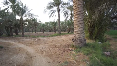 Planting vegetables between palm trees in an oasis, in Bahrain Stock Footage 244952643
