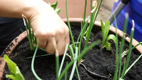 Planting vegetables in a pot Vídeo Stock 153795630