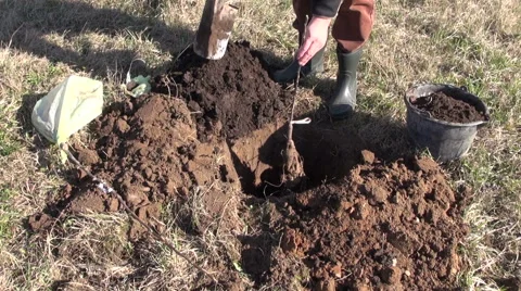 Planting young apple tree in spring 库存影片 47509231