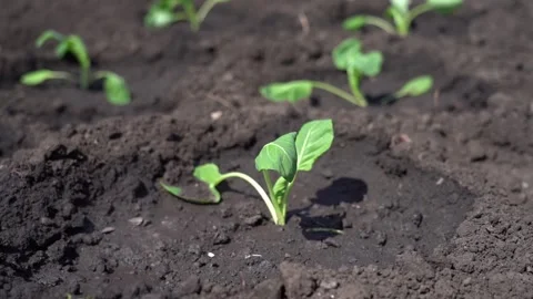 Planting young cabbage in open ground. Just planted white cabbage seedlings in Stock Footage 342423495