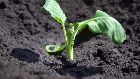 Planting young cabbage in open ground. Just planted white cabbage seedlings in Stock Footage 342423511