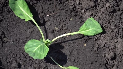 Planting young cabbage in open ground. Just planted white cabbage seedlings in Stock Footage 342423524