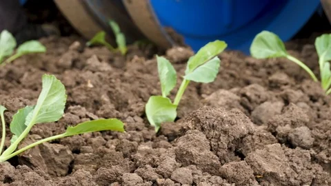 Planting Of Young Cabbage In The Soil Stockbeeldmateriaal 89841112