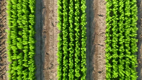Planting young pine seedlings for forest reproduction. Growing pines from seeds. Stock Footage 156968547