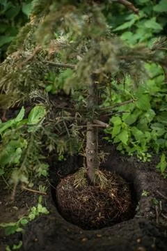 Planting a young pine tree in the ground 写真素材