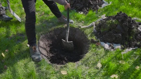 Planting young pines. A worker digs a hole for a green tree. Ecology restoration Stock Footage 116407178
