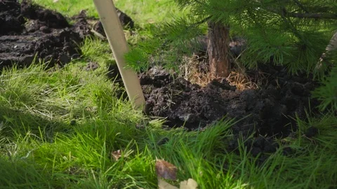 Planting young pines. A worker digs a hole for a green tree. Ecology restoration Video stock 116407280