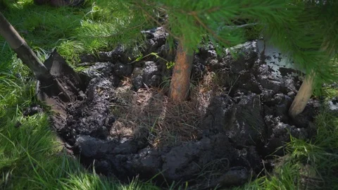 Planting young pines. A worker digs a hole for a green tree. Ecology restoration Stock Footage 116407332