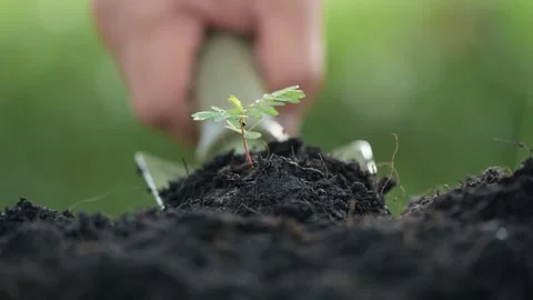 Planting a Young Sapling Backyard Garden Nature Photography Close-up Growth Stock Footage 295169289