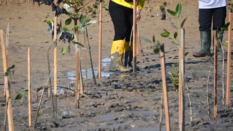Planting young tree in deep mud in mangrove reforestation project Stock Footage 197583887