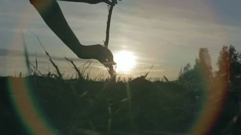 Planting a young tree Stock Footage 11130933