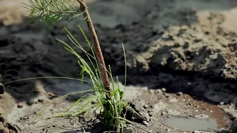 Planting young tree Stock Footage 73162157