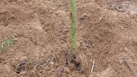 Planting a young tree in the orchard. Stock Footage 126023345