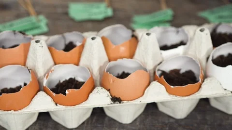 Plantings seeds in eggshells and labeling them Stock Footage 106869324
