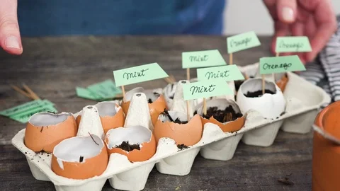 Plantings seeds in eggshells and labeling them Stock Footage 106870199