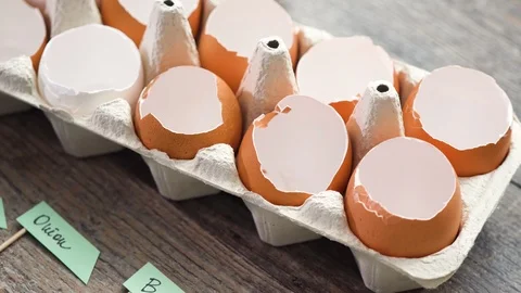 Plantings seeds in eggshells and labeling them with small plant tags. Stock Footage 106870739