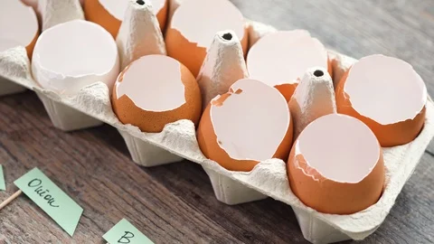 Plantings seeds in eggshells and labeling them with small plant tags. Stock Footage 119017975