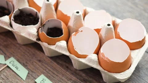 Plantings seeds in eggshells and labeling them with small plant tags. Stock Footage 119018409