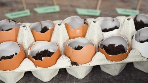Plantings seeds in eggshells and labeling them with small plant tags. Stock Footage 119020166