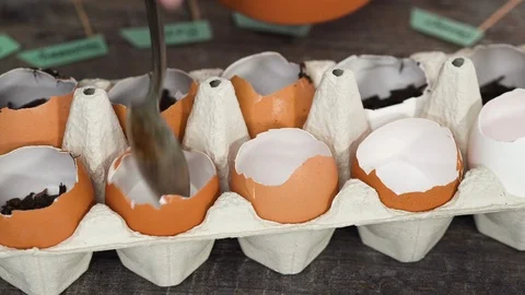 Plantings seeds in eggshells and labeling them with small plant tags. Stock Footage 119020588